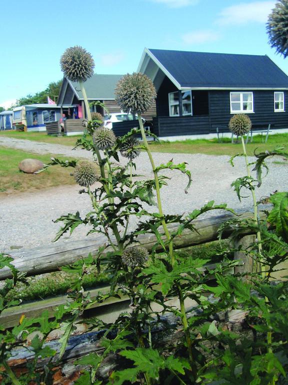Toftum Bjerge Camping & Cottages Humlum Phòng bức ảnh